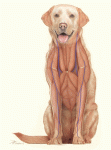 Canine-Anterior-Muscles