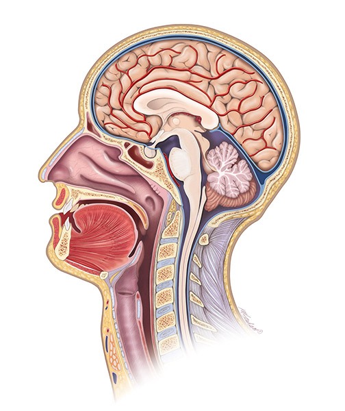 Human Anatomy Illustrations by Anatomical Illustrator | Michele Graham