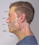1_Facial-Nerve-Injury 1_Facial-Nerve-Injury