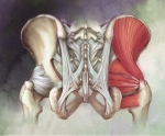 Pelvic Ligaments and Intrinsic Muscles of the Hip