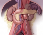 Retroperitoneal Structures