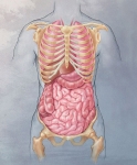 Organs of the Torso