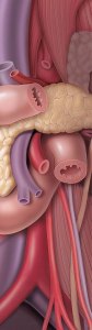 2-Anatomysmall