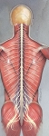 Muscles of the Back and Spinal Cord