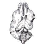 Canine-Hippocampus Canine-Hippocampus