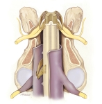 Equine-Spinal-Cord Equine-Spinal-Cord