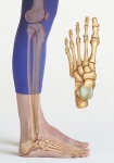 Ankle Anatomy Ankle Anatomy