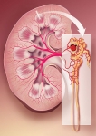 Renal Anatomy