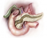 Pancreatic Duct Pancreatic Duct