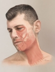 Platysma-Muscle Platysma-Muscle