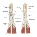 Extensor-Tendon-Repair