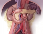 Anatomy of the Pancreas and surrounding structures