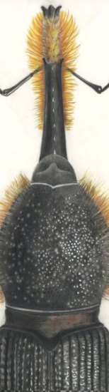 4-Entomologysmall