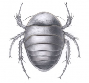 Afgan Cockroach