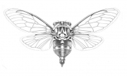 Cicada