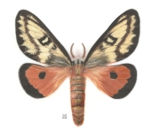 Female-Orange-and-Brown-Moth