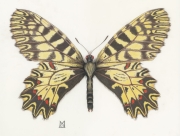 ZigZag-Butterfly