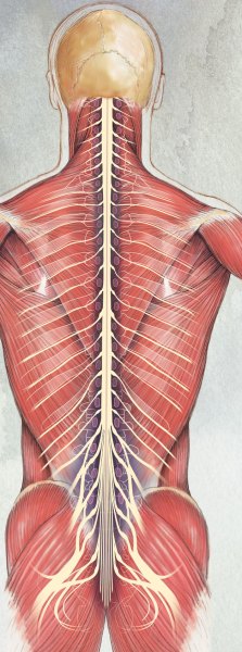 Spinal-Cord