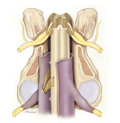 Equine-Spinal-Cord