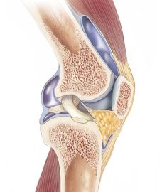 Cross-Section of the Knee