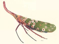 Plant Hopper