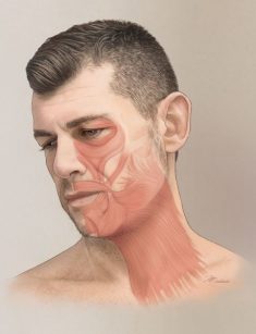 Platysma-Muscle