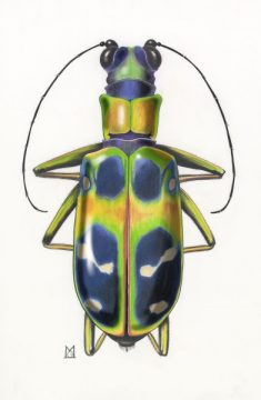 Sophiodela-Chineusis-1