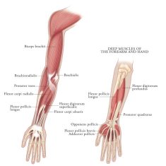 Upper-Limb-Mus